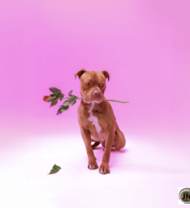 Zee Nxumalo – Ngisakuthanda Ft TBO, DJ Tearz, Dr Thulz & PYY Log Drum King